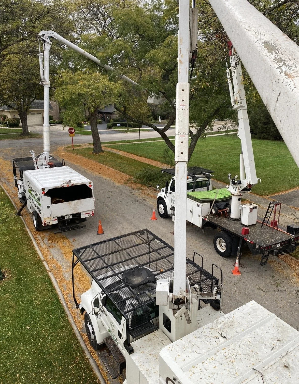 Wilmette Tree Trimming.jpg