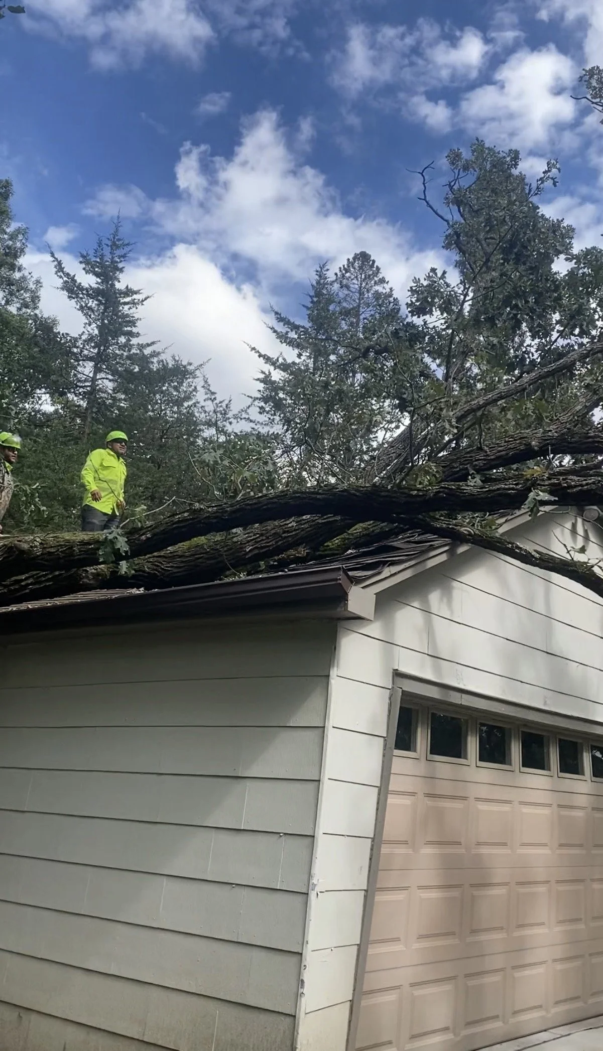 Tree pruning.jpeg