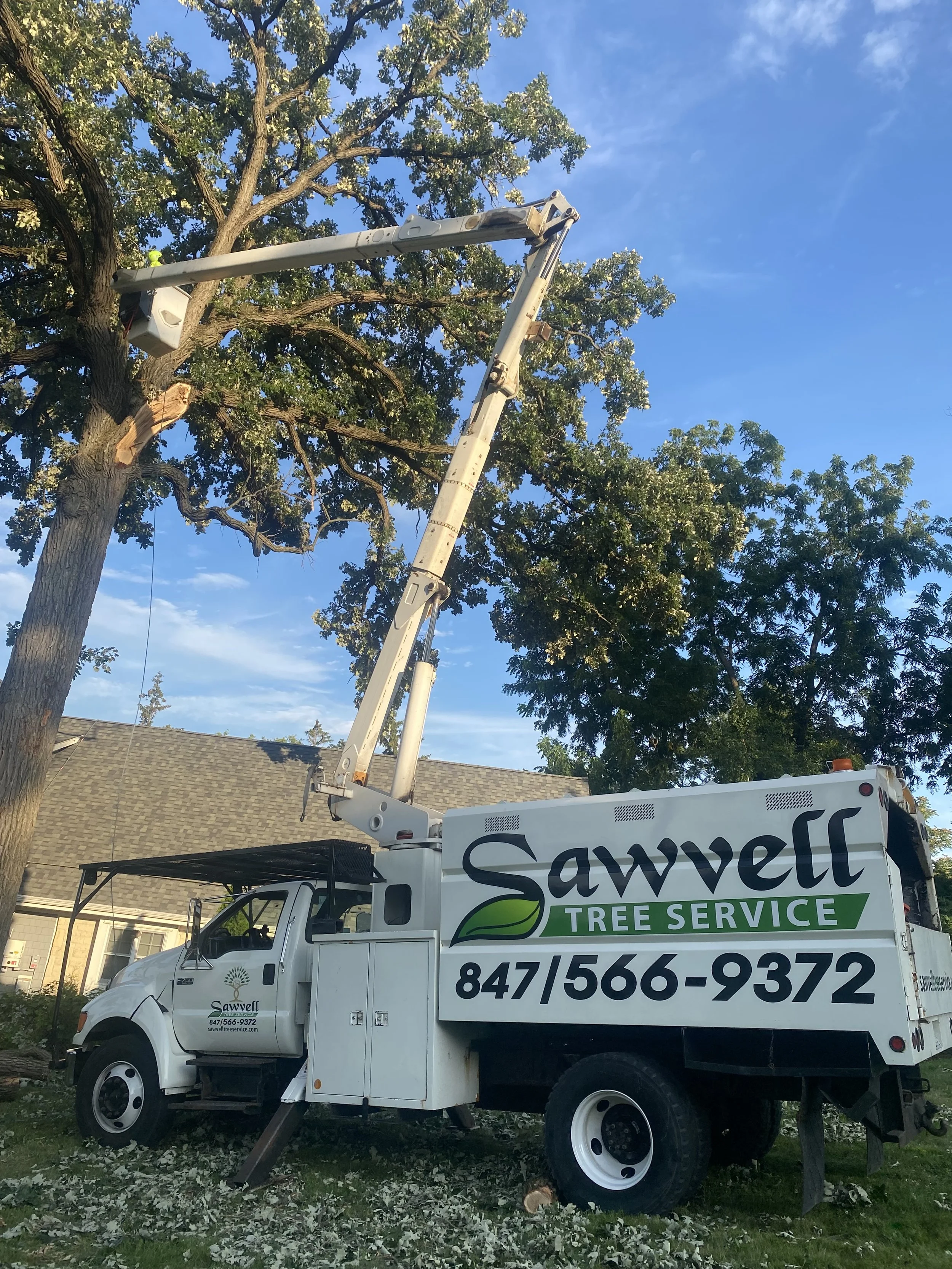 TREE TRIMMING HIGHLAND PARK.jpeg