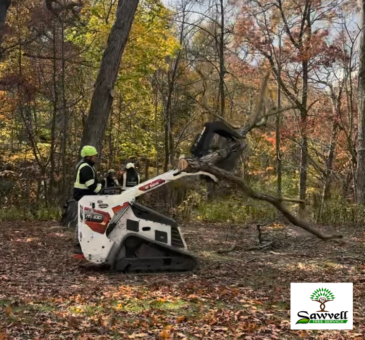 Tree removal — Lake County