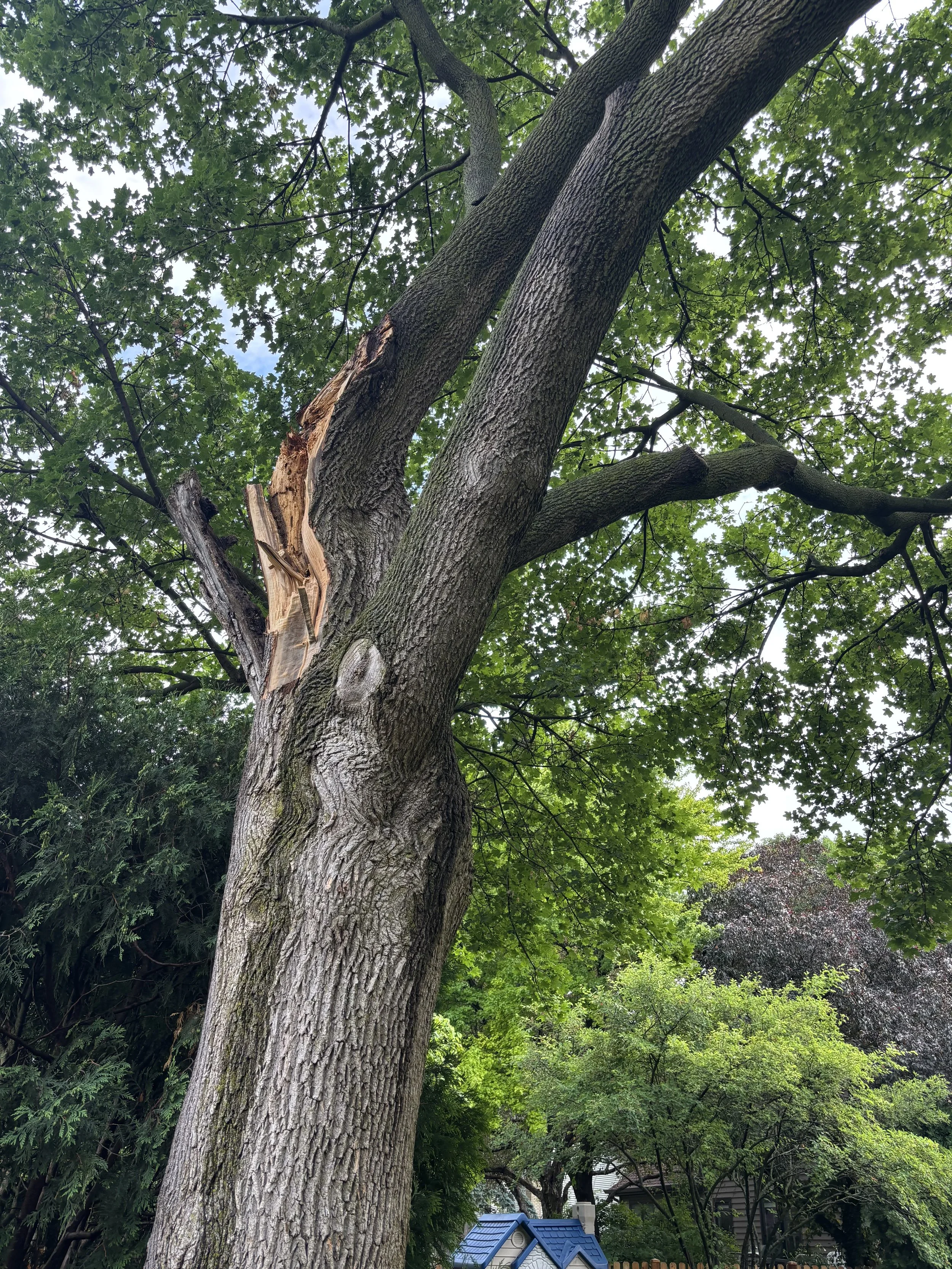 ARBORIST EMERGENCY WILMETTE.jpeg