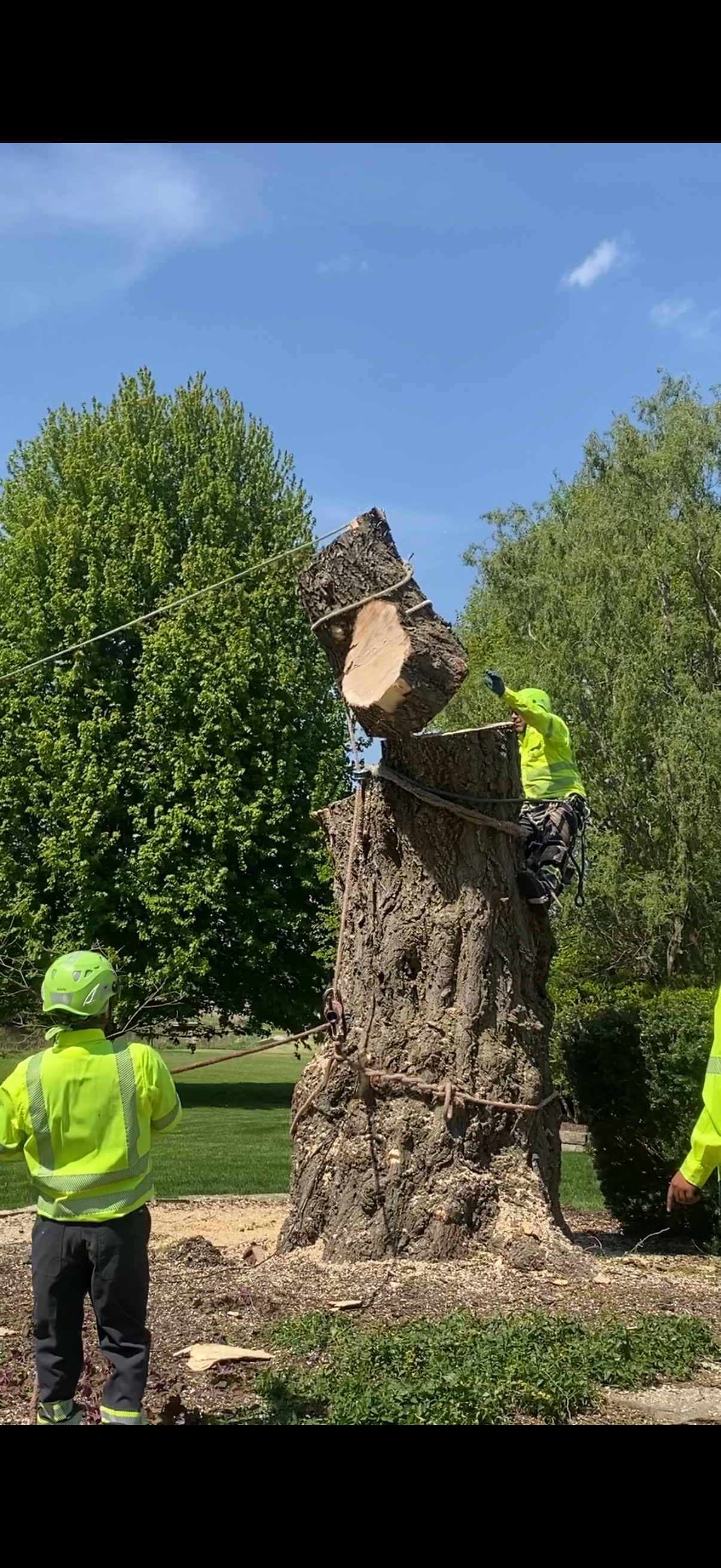TREE EMERGENCY
