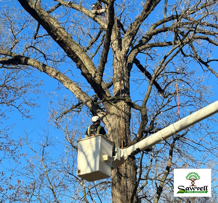 Tree trimming — Wilmette