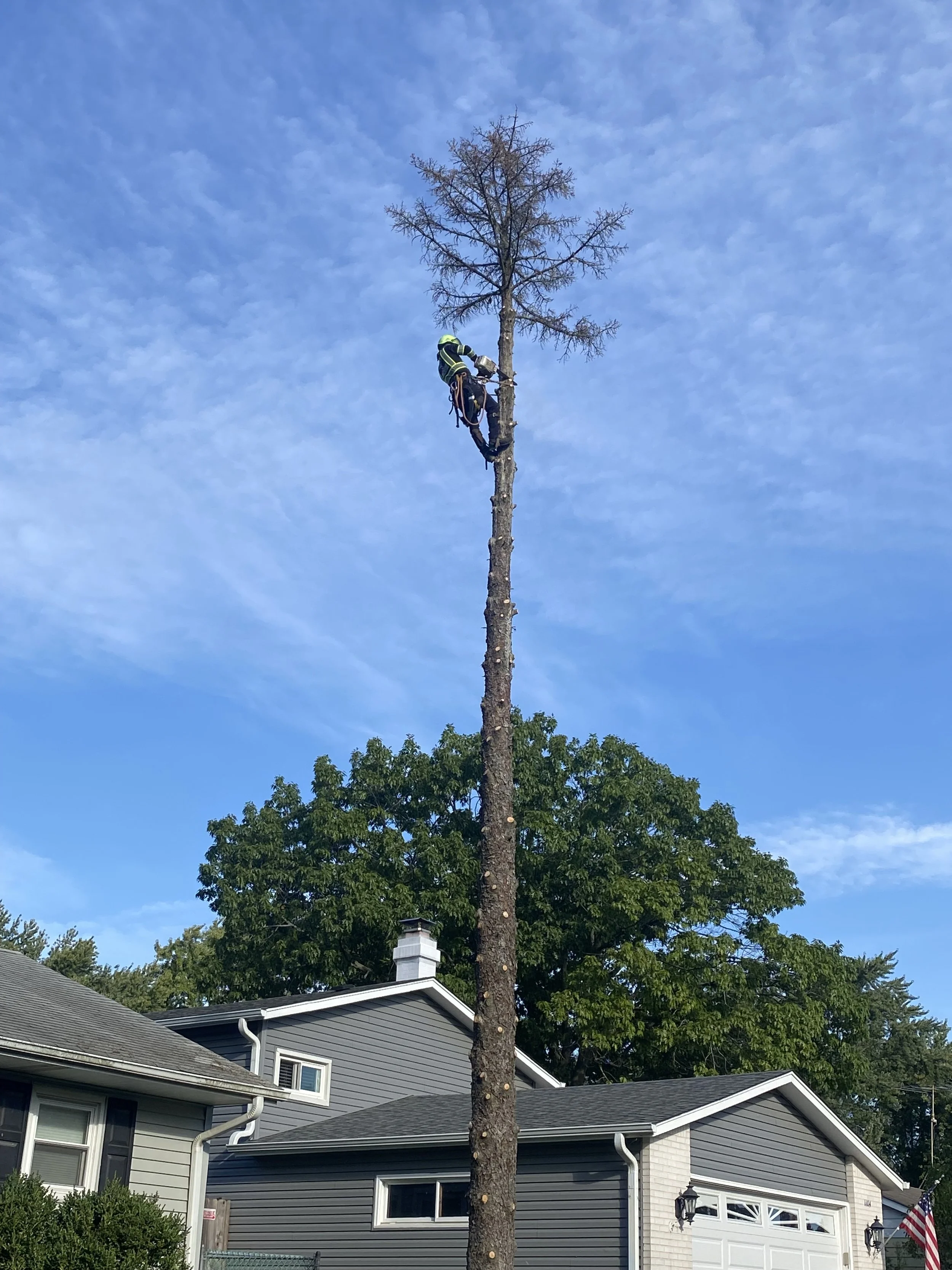 treetrimming-vernonhills.jpeg