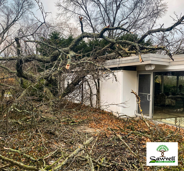 Emergency tree removal