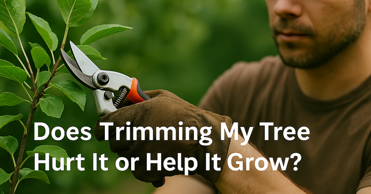 Does Trimming My Tree Hurt It or Help It Grow?