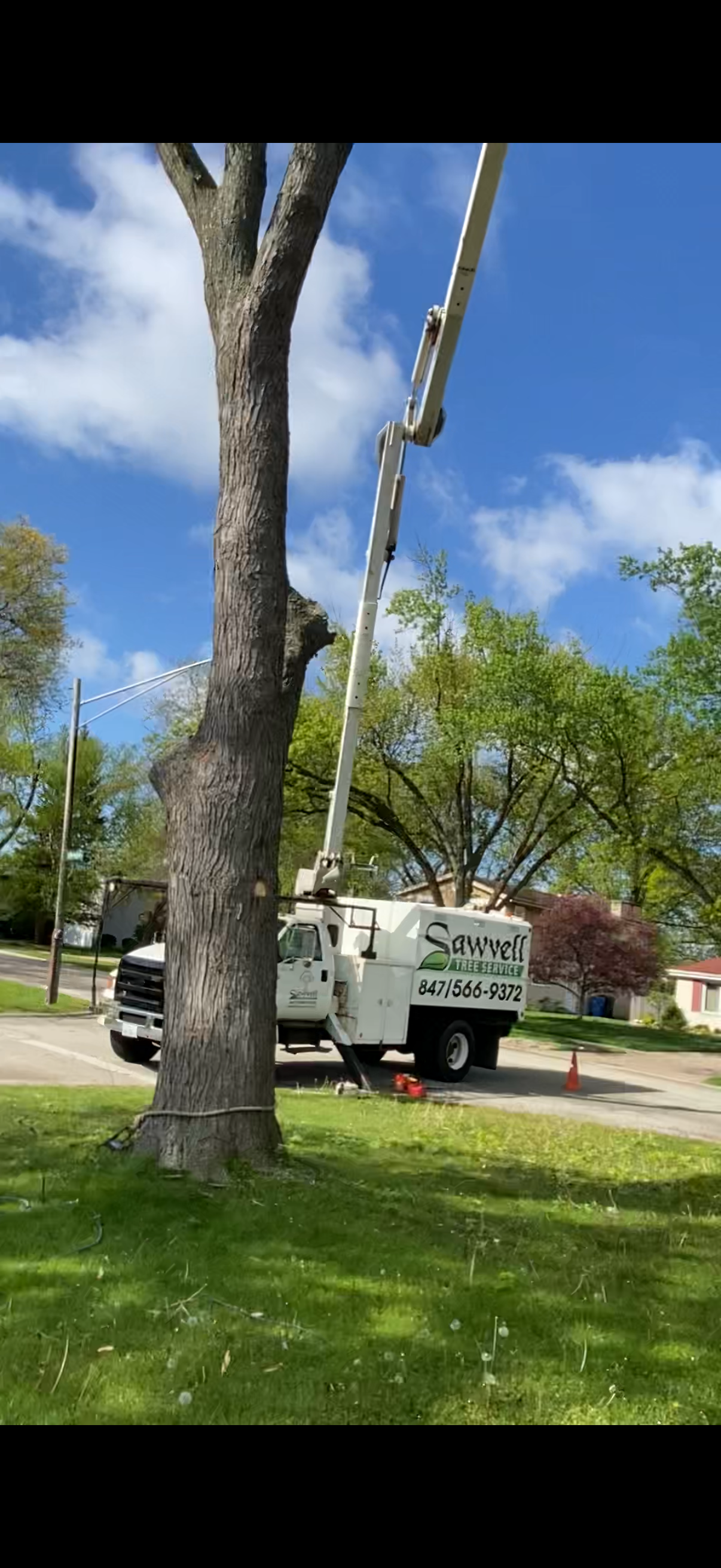 TREE TRIMMING