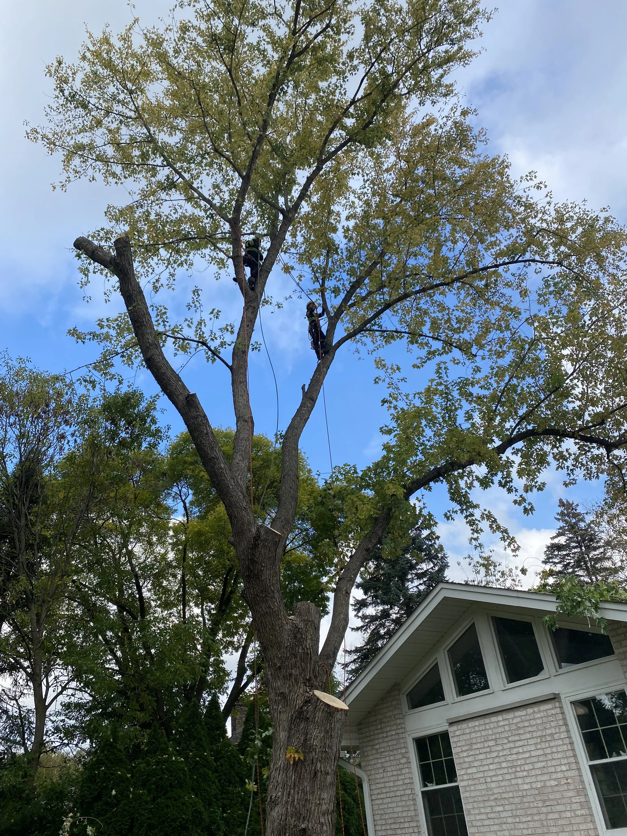 gurnee-tree-removal.jpeg