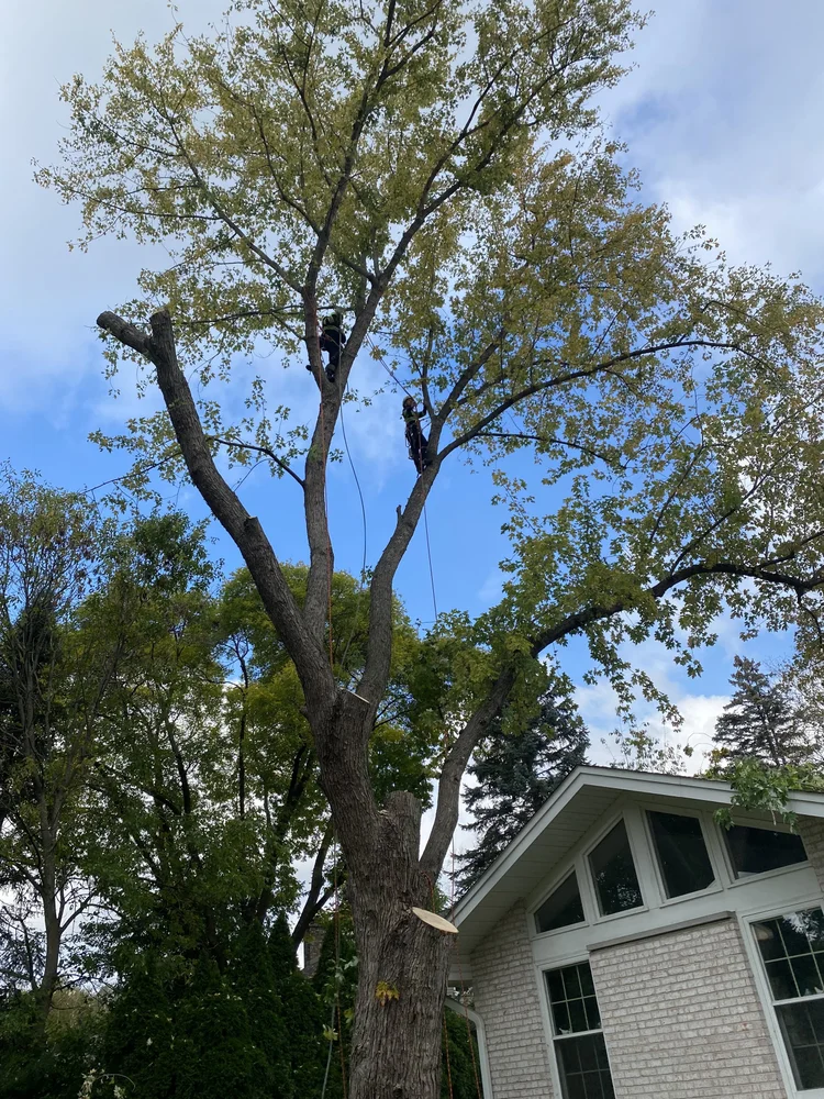 Tree planting with Sawvell Tree Service
