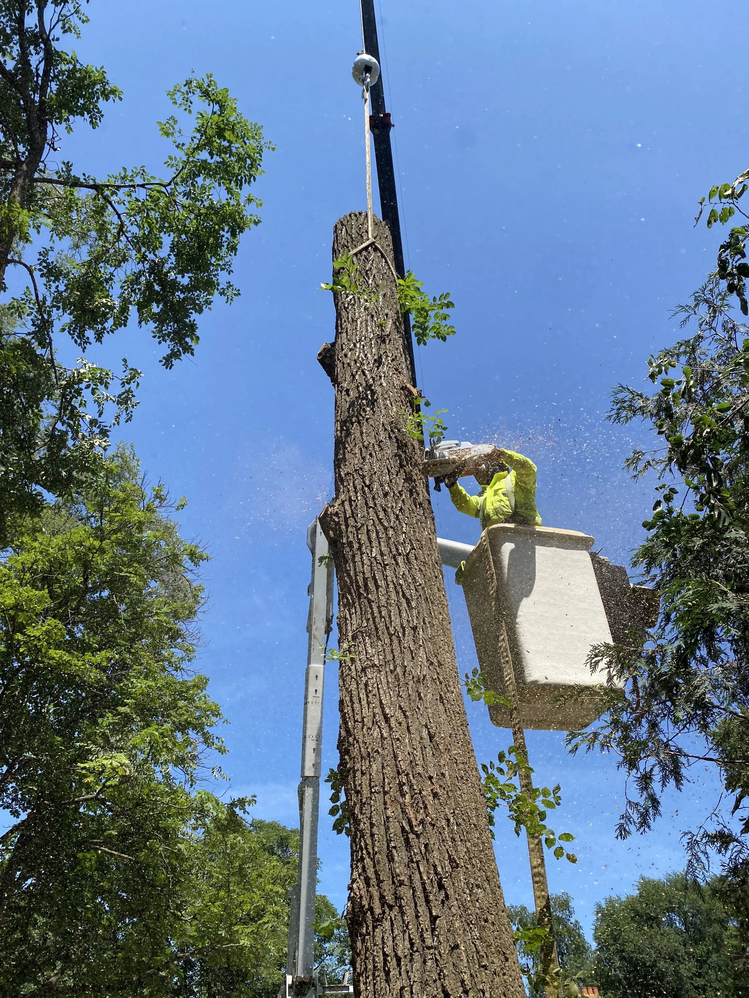TREE REMOVAL NORTH SHORE