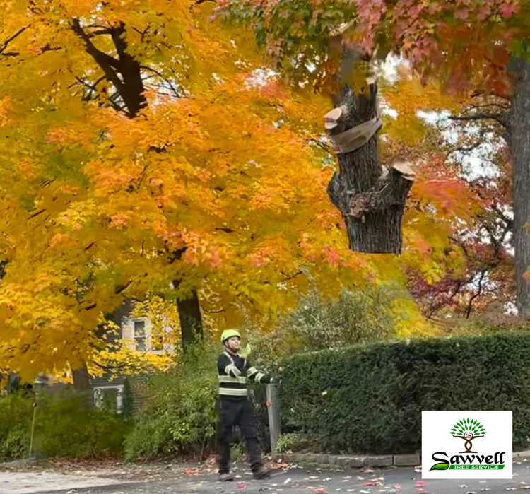 Tree removal
