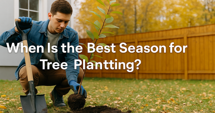 When Is the Best Season for Tree Planting?
