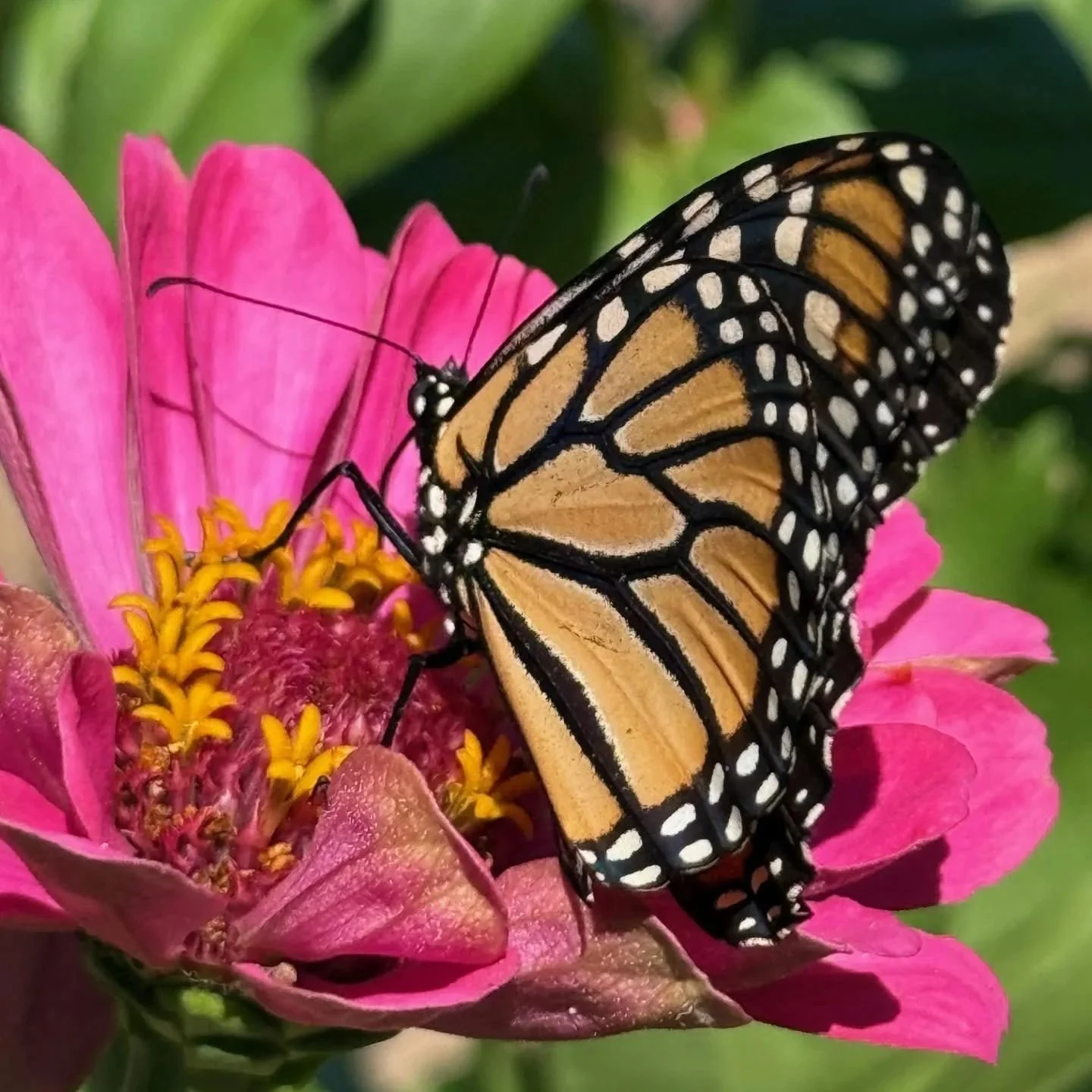 Monarch.jpg