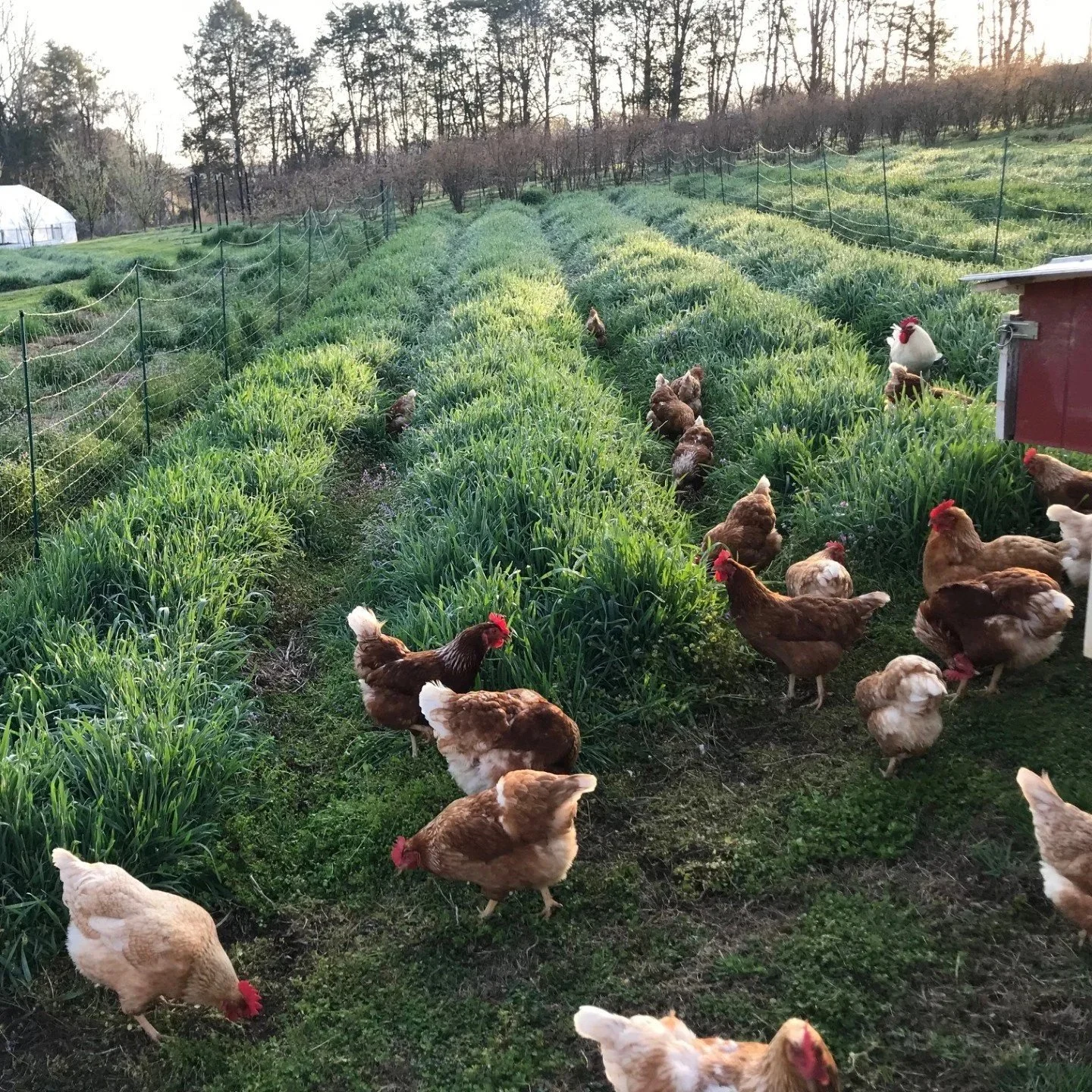 chickens+in+the+rye.jpg