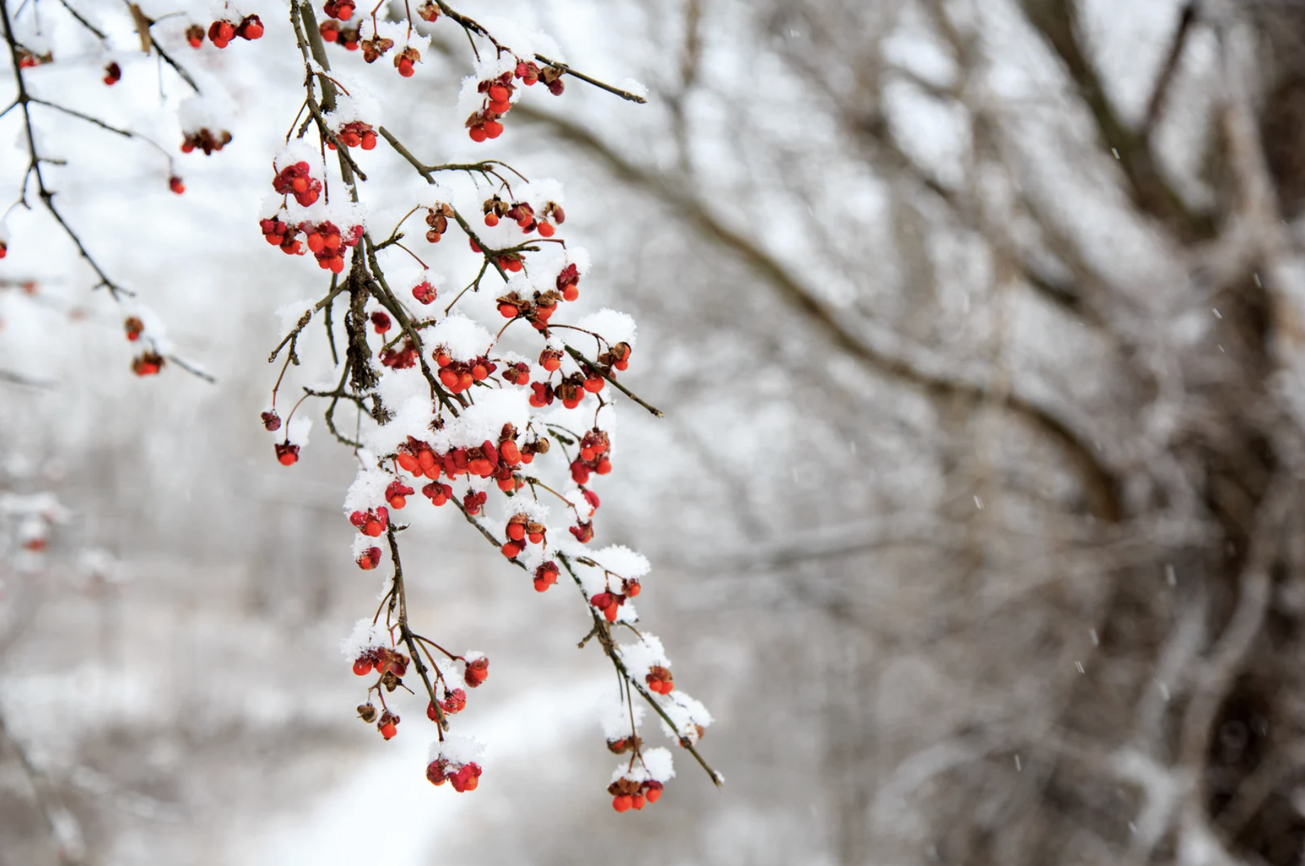 Winter 2027 Online Forest Therapy Guide Training 