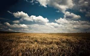 Research:  Wheat filed