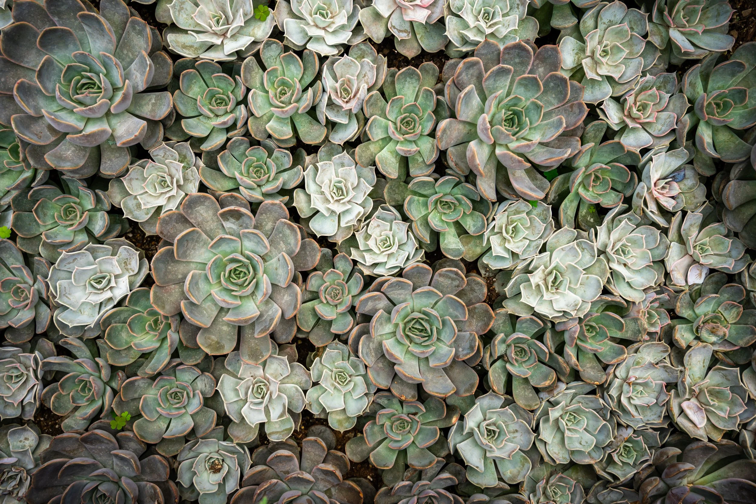 Succulents #1