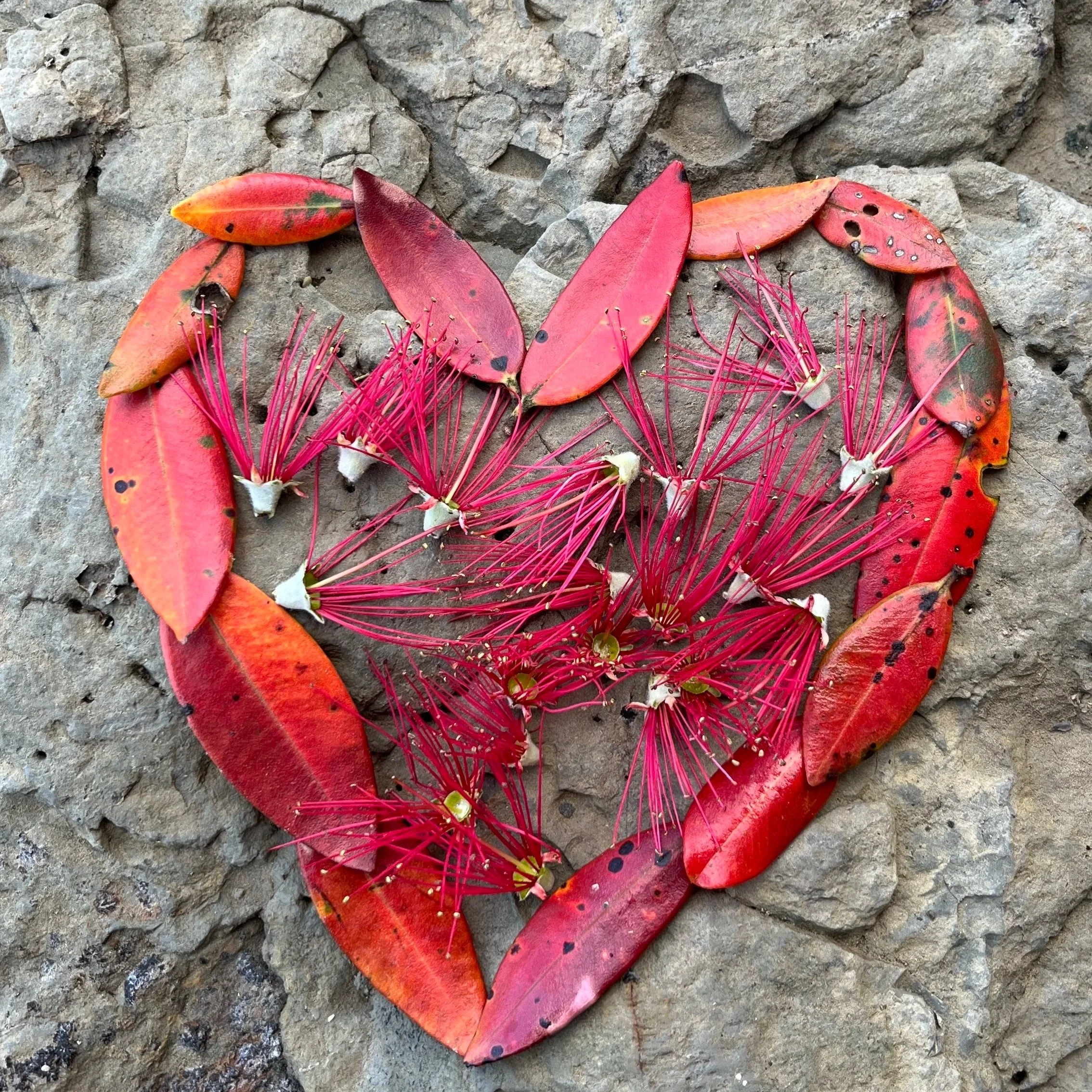 Anniversaries of the Heart at Aroha Nui Montessori