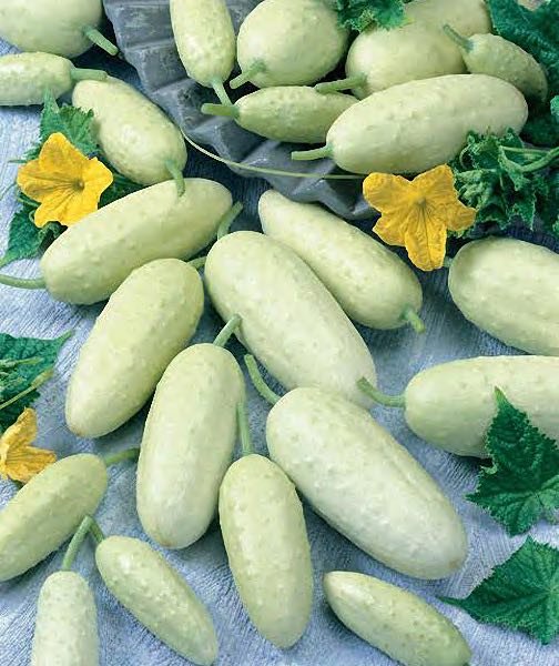 cucumber-salt-and-pepper-2716614059.jpeg