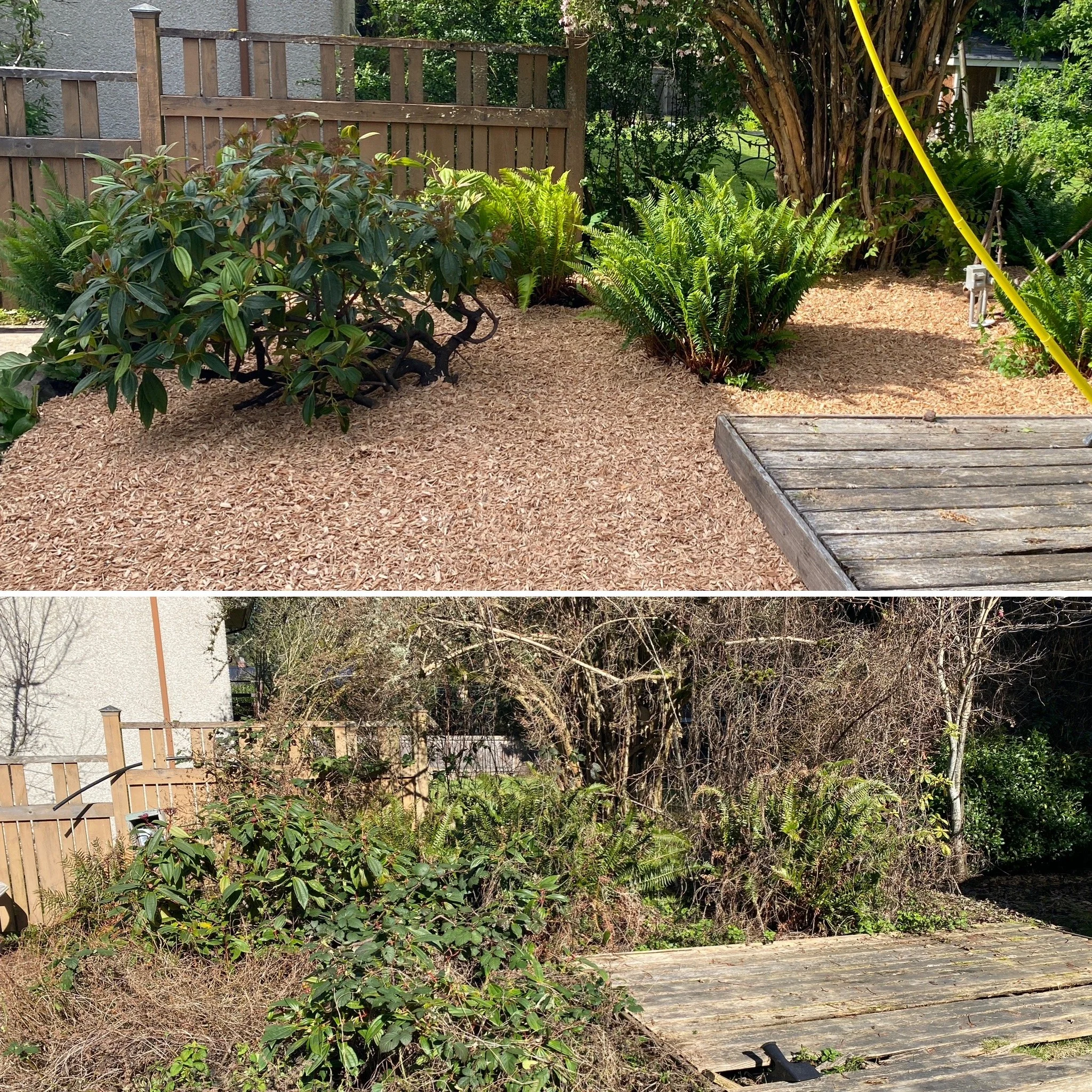 Side-by-side comparison of a garden area before and after clearing overgrown plants. The top image shows a tidy, mulched garden with healthy ferns and shrubs, and a wooden deck. The bottom image shows the same area overgrown with dead, dried plants a