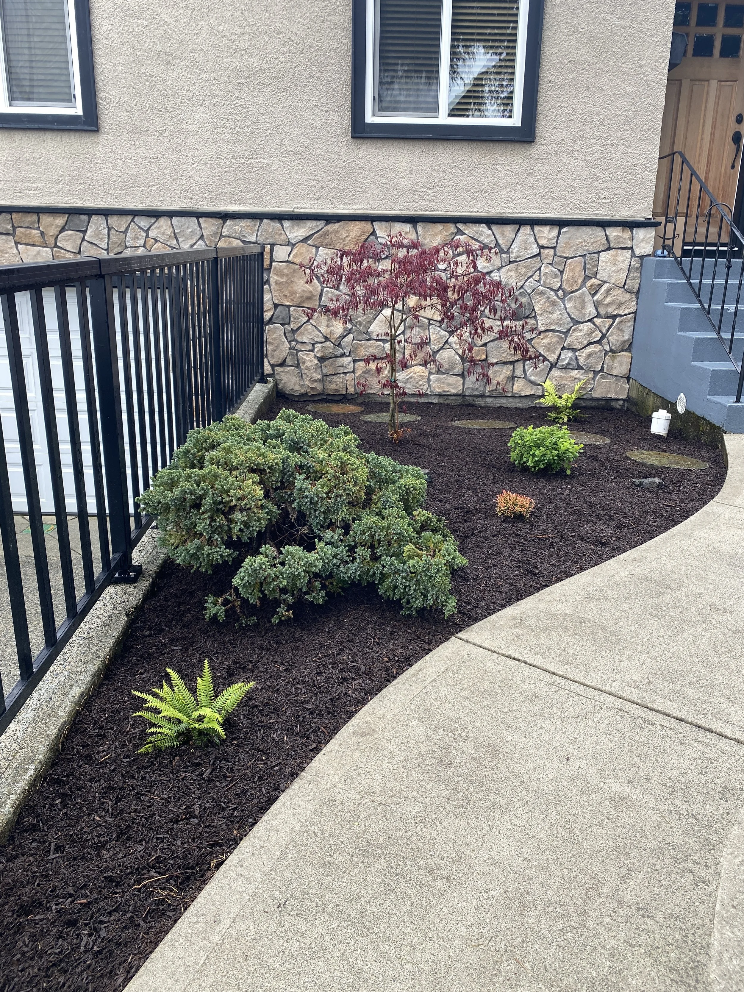 A small landscaped garden with a Japanese maple tree, succulents, ferns, and other plants, surrounded by mulch, next to a house with a stone and stucco wall and concrete steps.