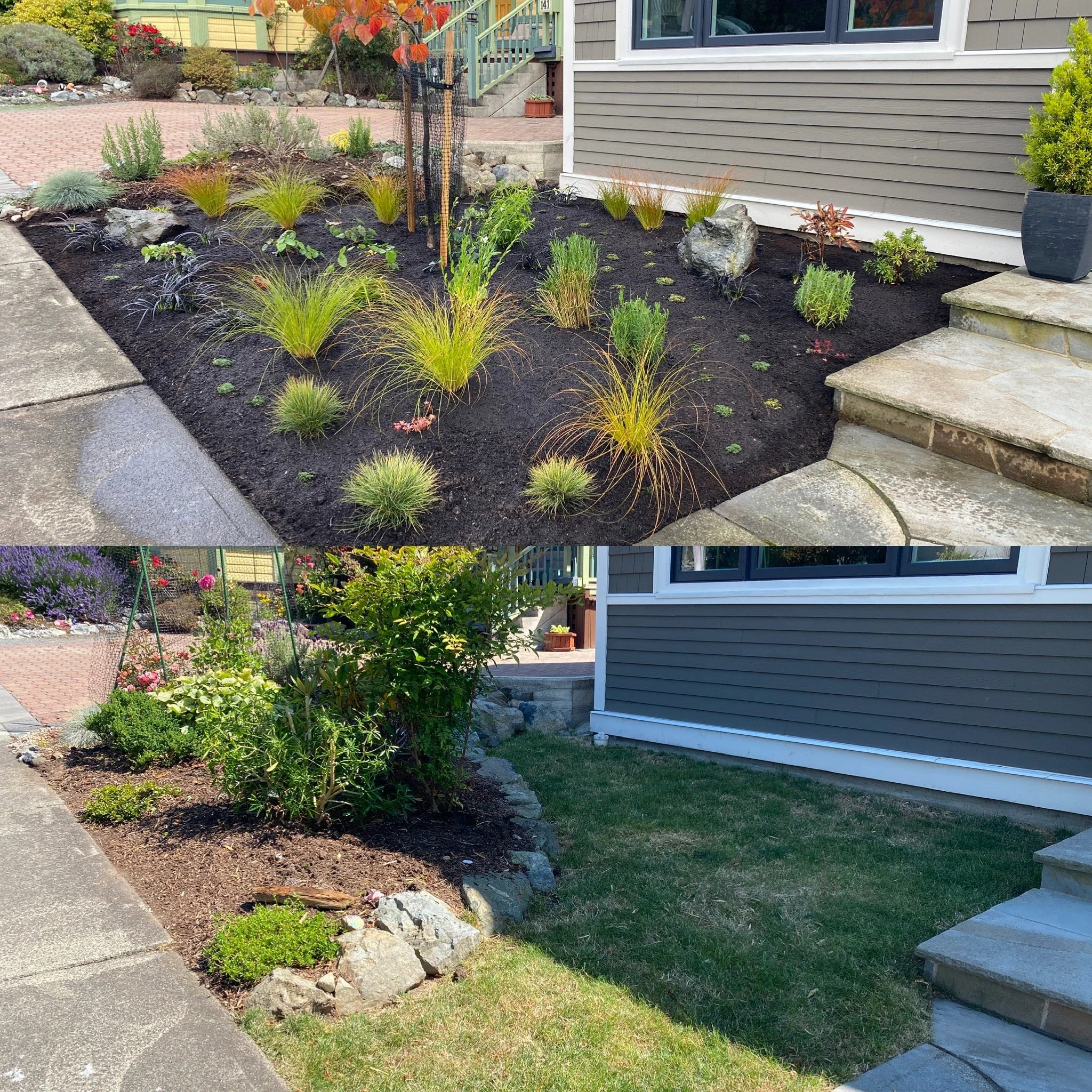 Before and after images of a house's front yard landscape transformation showing a garden bed with plants and rocks in the first image and a grass lawn with a shrub and rocks in the second image.