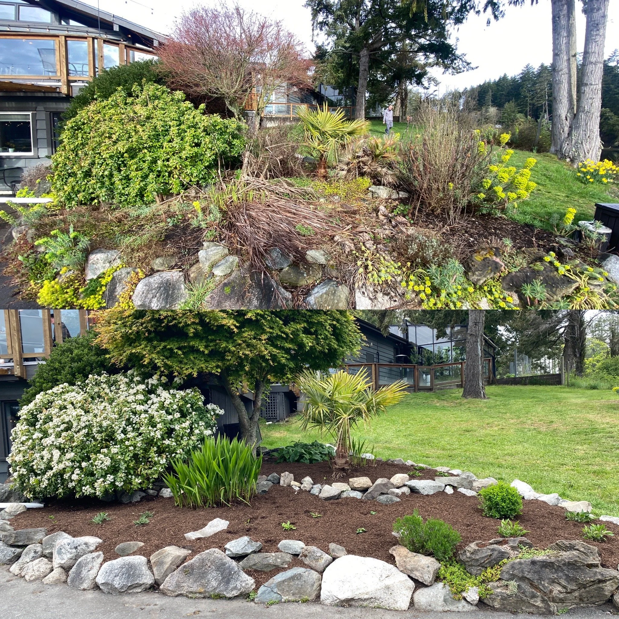 Before and after images of a garden landscape transformation, featuring removal of overgrown plants and addition of new shrubs, trees, and rock borders.