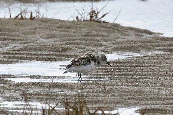 Western_Sandpiper_Hoylake_21Sep2012_P_Woollen02.jpg