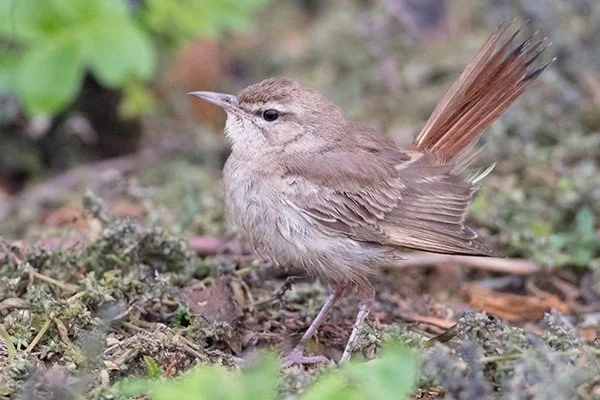 Rufous-tailed_Scrub_Robin_Stiffkey_Oct2020_P_Woollen.jpg