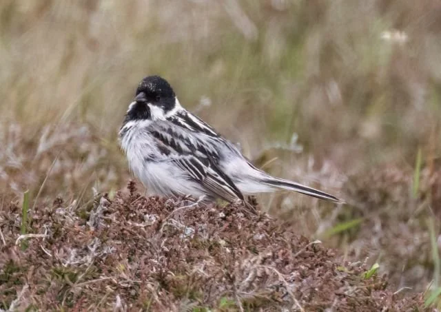 Pallas_Reed_Bunting_FI_Alex_Penn_02Jun25.jpg