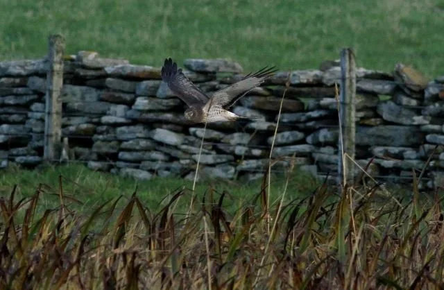 Northern_Harrier_North_Ronaldsay_8Oct2024_George_Gay03.JPG