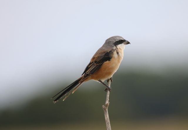 Long-tailed_Shrike_Eastleach_15Aug2026_MKN.jpg