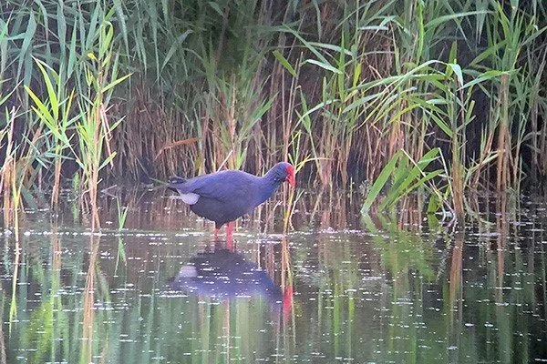 Western_Swamphen_Minsmere_03Aug2016_P_Woollen.jpg