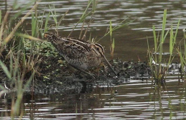 Wilson_s_Snipe_Porthhellick_11Oct2017_Rob_Stonehouse.jpg