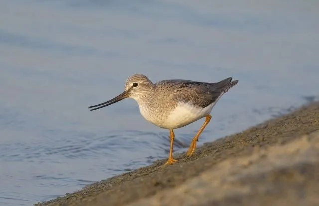 Terek_Sandpiper_Covenham_May2014_G_Catley.jpg