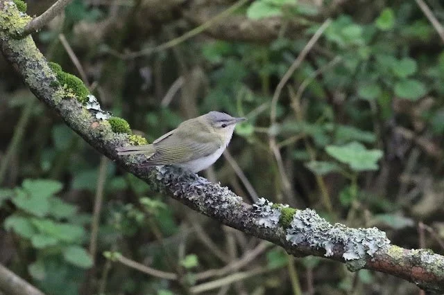Red-eyed_Vireo_Skokholm_12Oct2019_RD_Brown.JPG