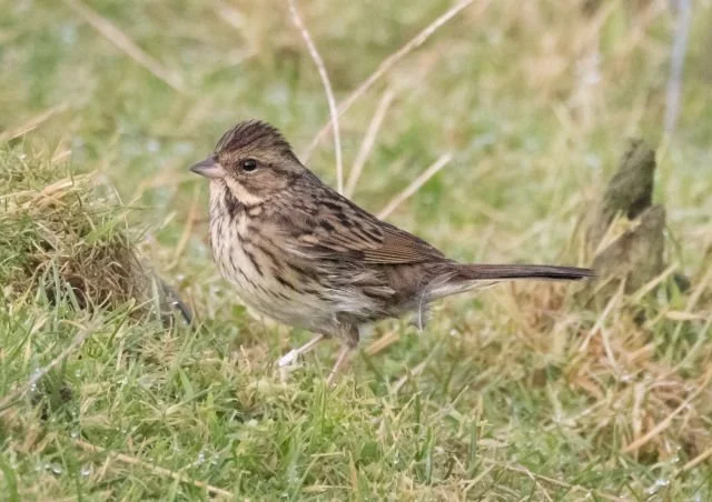 Black-faced_Bunting_FI_00Nov25_Alex_Penn.jpg