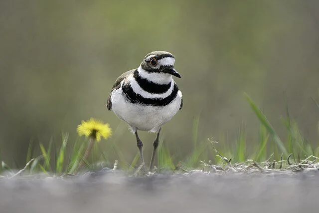 Killdeer_Chardrius_vociferus_Wiki.jpg