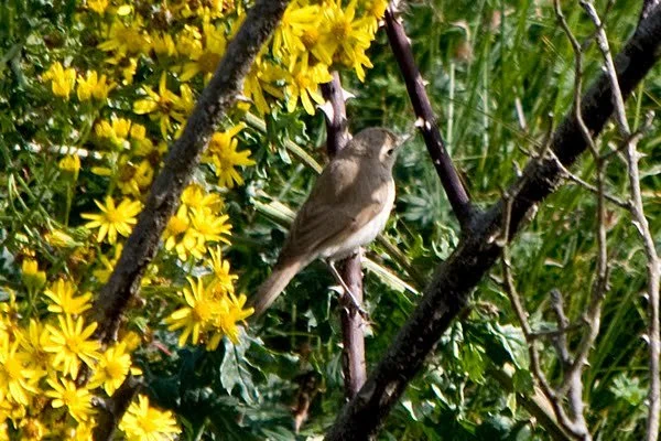 Sykes_s_Warbler_Druridge_16Aug2010_P_Woollen.jpg