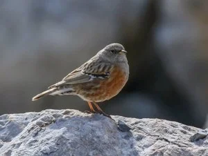 Alpine_Accentor_WikimediaCommons.jpg