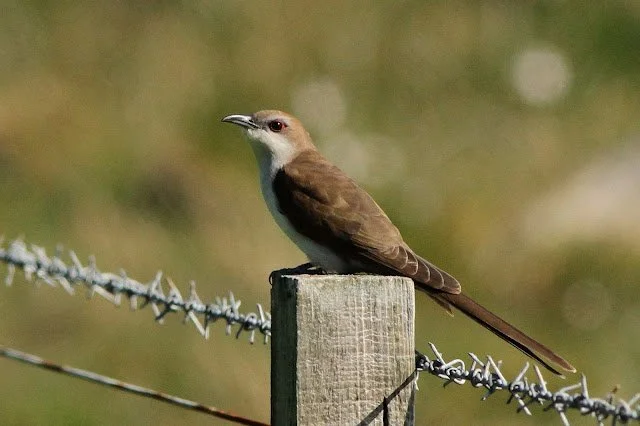 Black-billed_Cuckoo_North_Uist_24May2016_Rob_Stonehouse.jpg