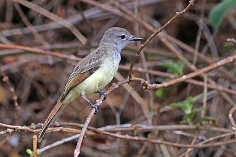 Great_Crested_Flycatcher_Myiarchus_crinitus_Wiki-Com.jpg