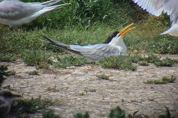 Elegant_Tern_Cemlyn_08Jul2021_P_Woollen.jpg