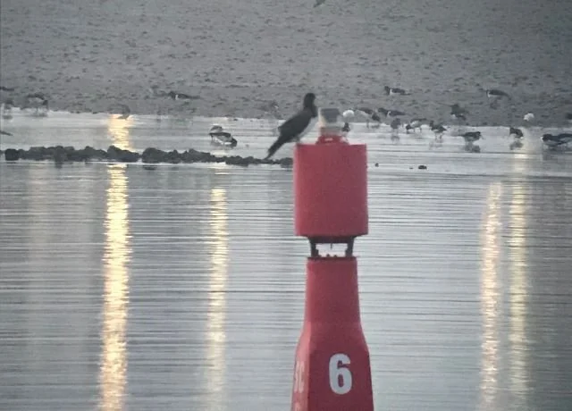 Brown_Booby_Seal_Sands_07Sep2023_KAN.jpg