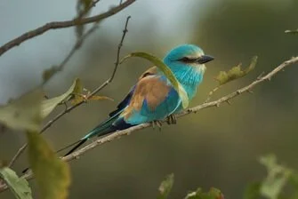 Abyssinian_Roller_Wikipedia.jpg
