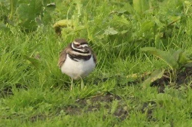 Killdeer_Spider.JPG