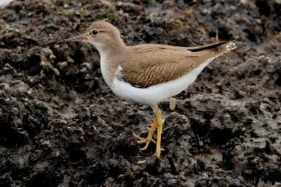 Spotted Sandpiper — Historical Rare Birds