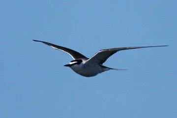 Bridled_Tern_Farne_Islands_24Jun2014_Rob_Stonehouse_02.jpg