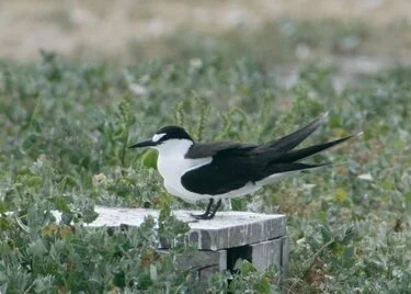 Sooty_Tern_IH_Leach01.jpg