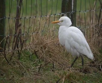 Western_Cattle_Egret_Cardoness_Dec2007_Craig_Shaw.JPG